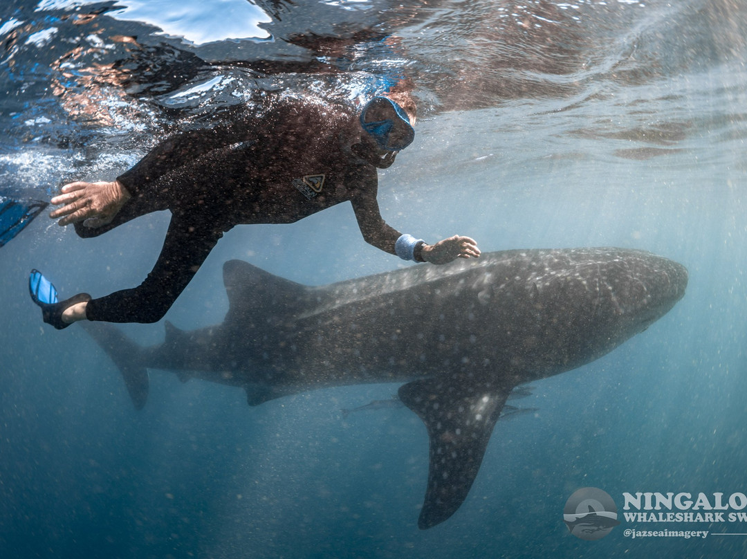 Ningaloo Whaleshark Swim-埃克斯茅斯必去景点