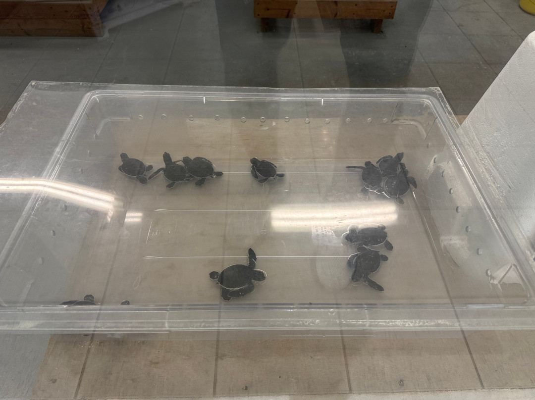 Cayman Turtle Centre: Island Wildlife Encounter-西湾必去景点