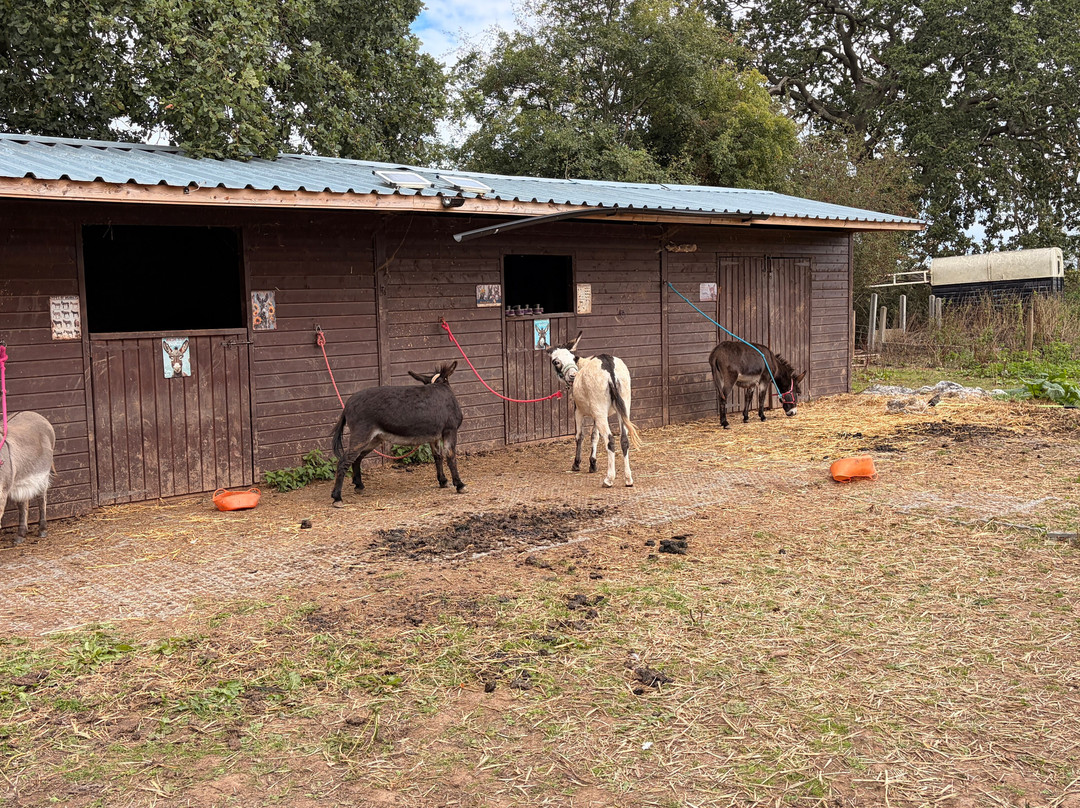 Lucky Tails Alpaca Farm-Atherstone必去景点
