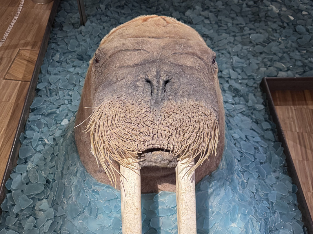 Svalbard Museum-朗伊尔城必去景点