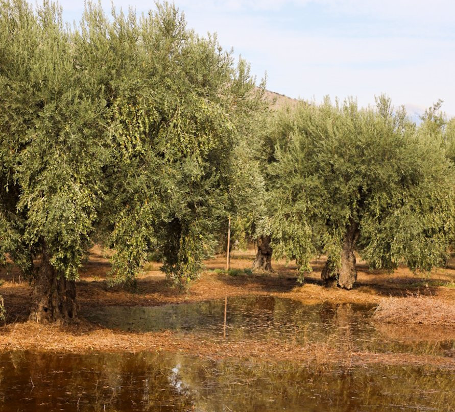 socrates olive oil tasting-Itea必去景点