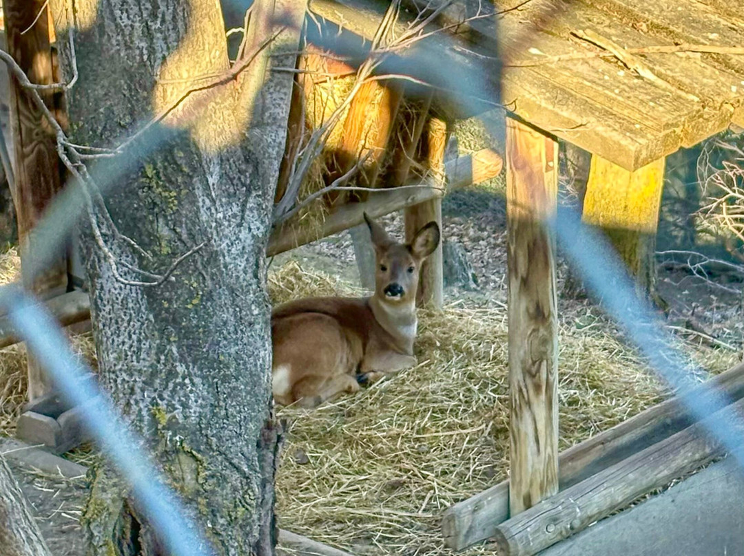 Parc Animalier d'Introd-Introd必去景点
