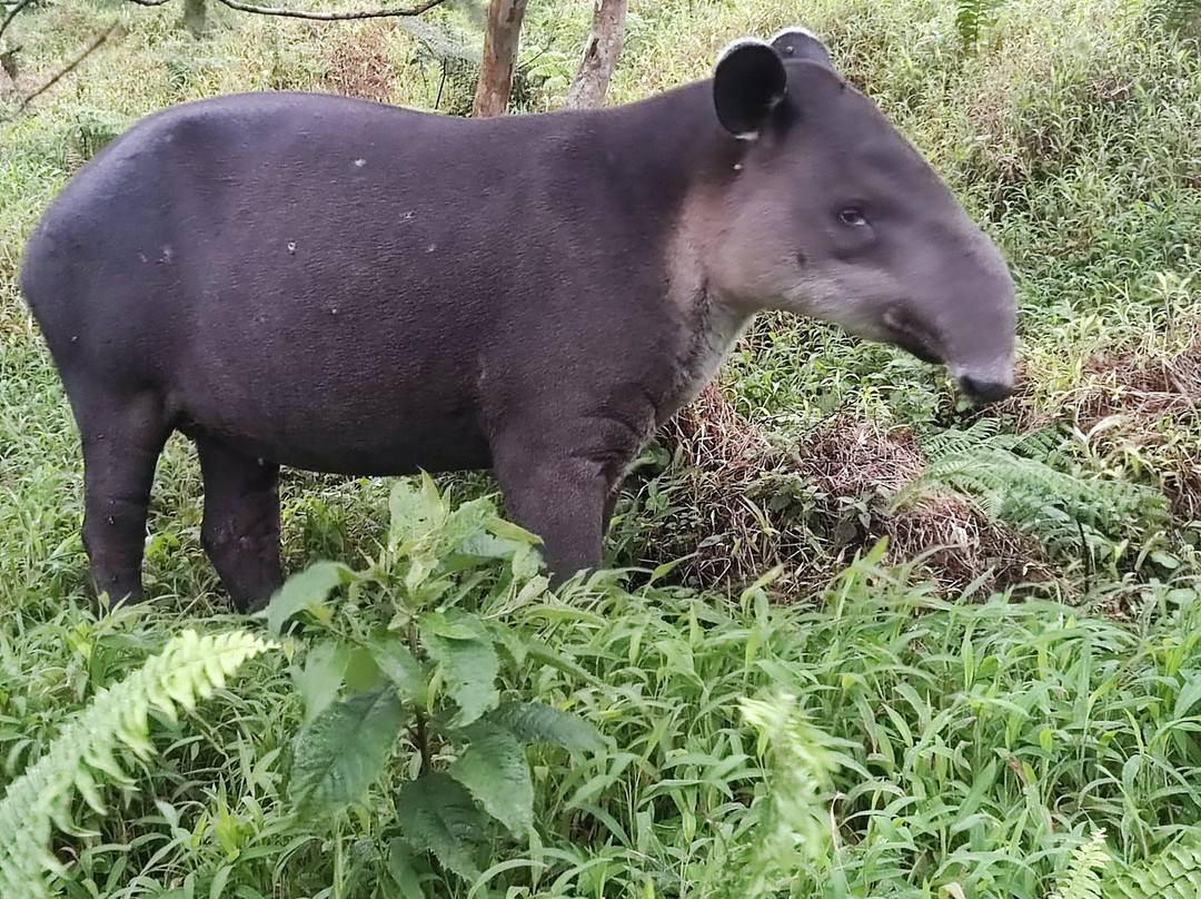Tapir Valley Nature Reserve-Bijagua de Upala必去景点