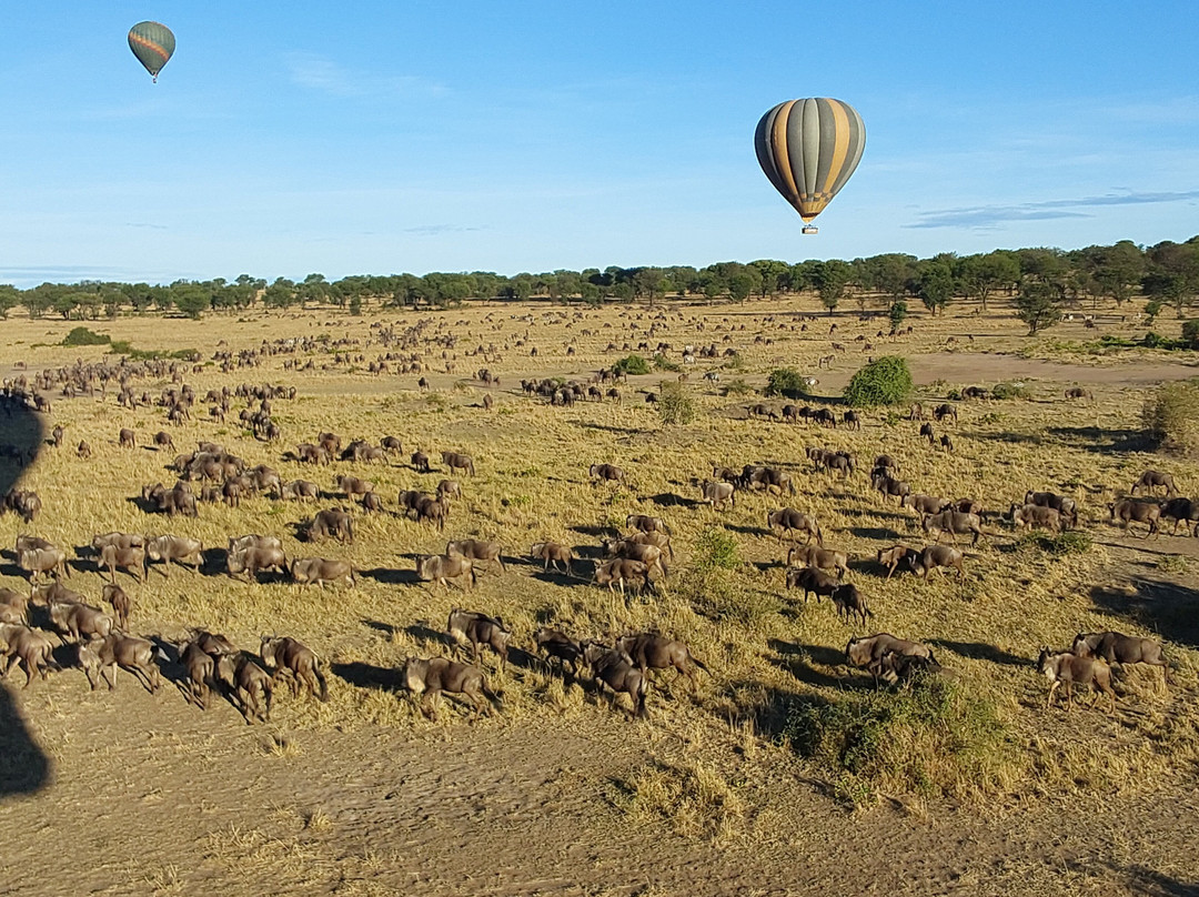 Adventures Aloft Balloon Safari Tanzania-Ikoma必去景点