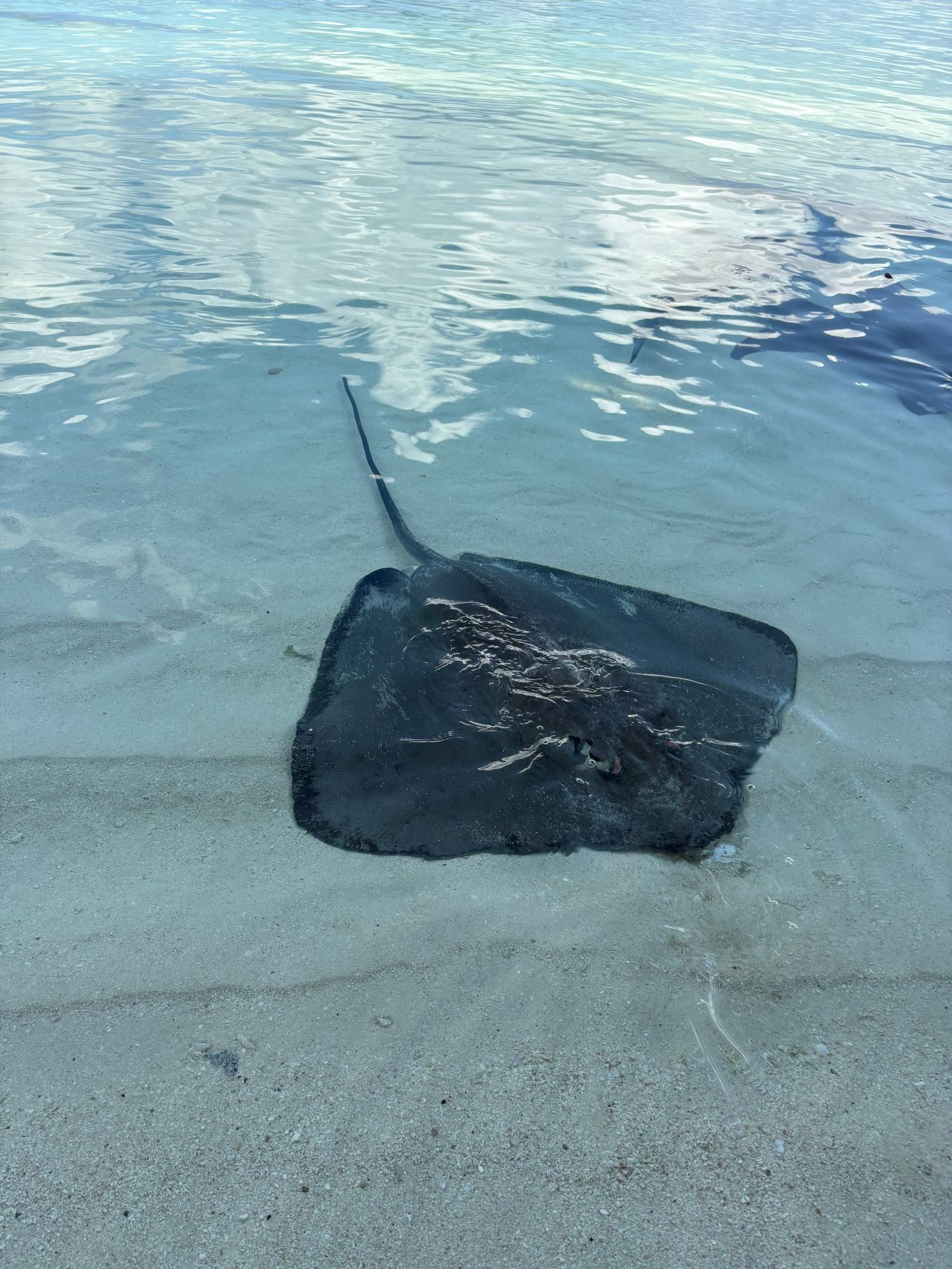马尔代夫Velifushi Cinnamon-旅行者
