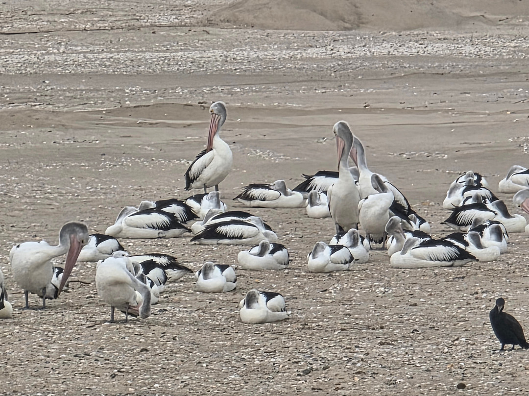 Spirit of the Coorong Cruises-Goolwa必去景点