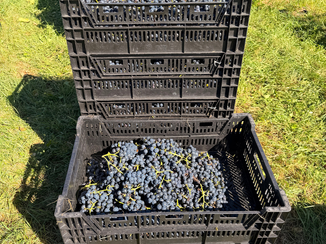 Vignoble Domaine L'Ange Gardien-L'Ange-Gardien必去景点