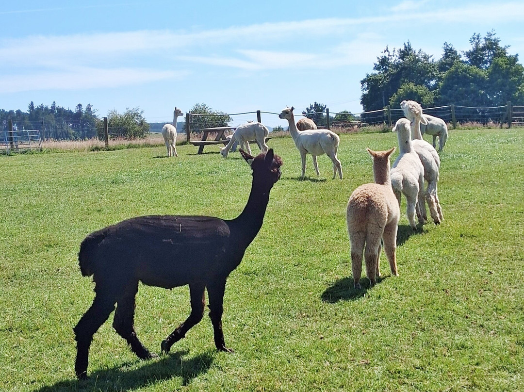K2Alpacas-Wicklow必去景点