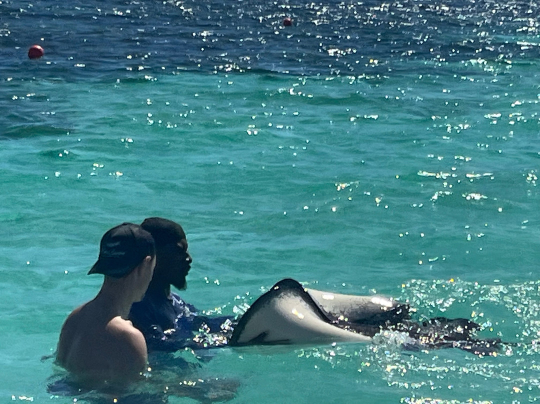 Stingray City-Seatons必去景点