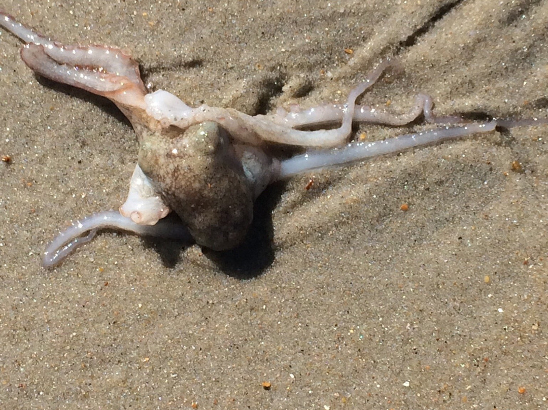 Cape Point Beach-Hatteras Island必去景点