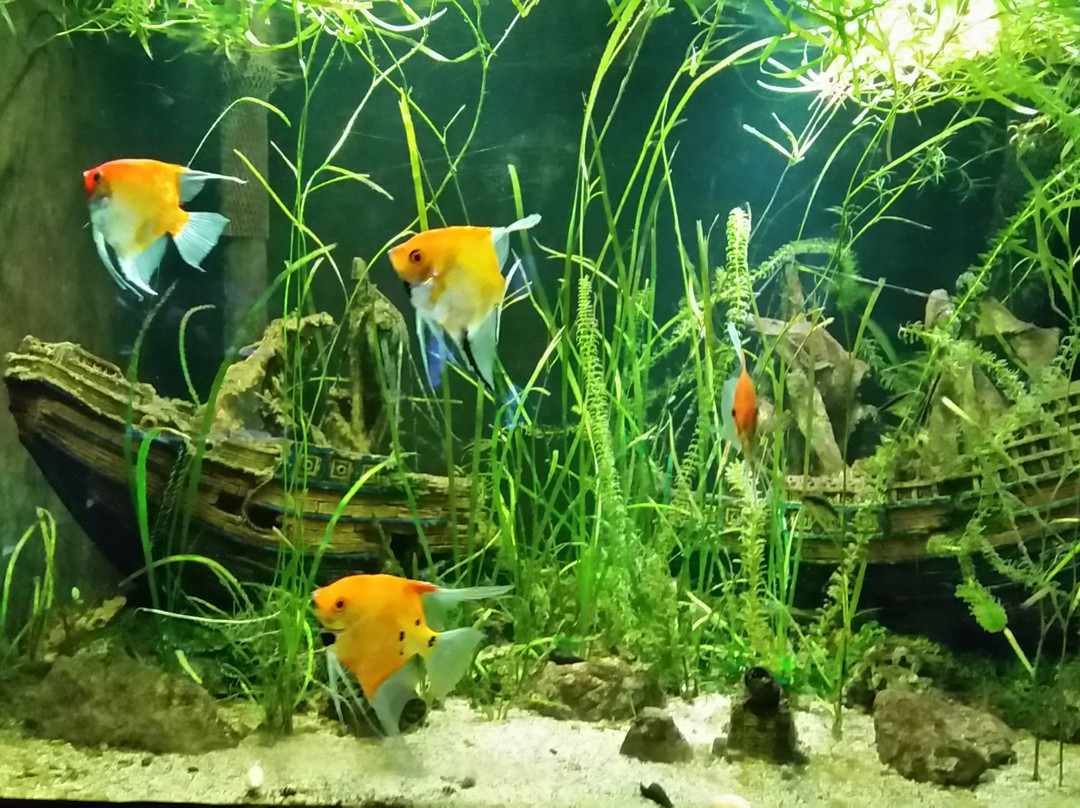 Aqua Expo景点图片