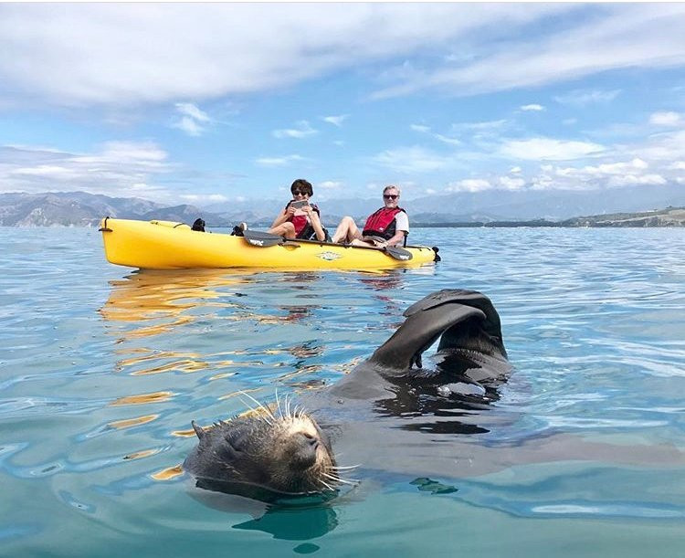 Seal Kayak Kaikoura-Kaikoura必去景点