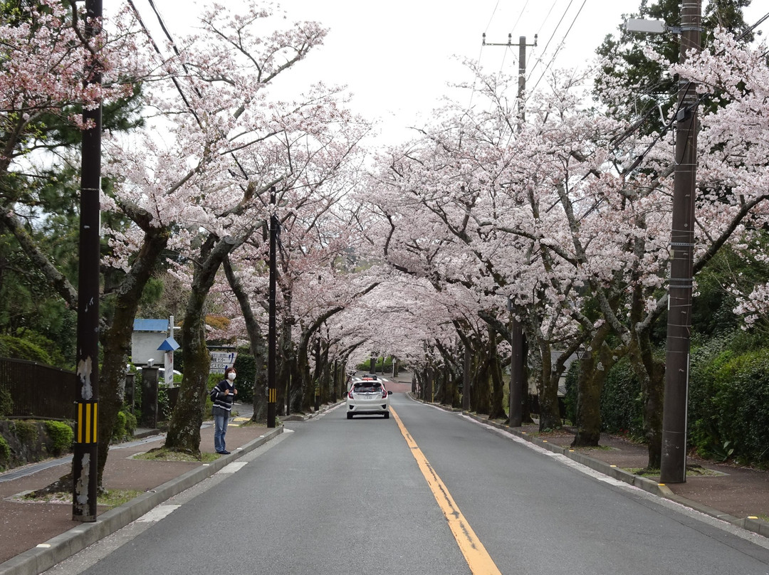 Cherry Blossom Trees at Izu Kogen Highlands景点图片