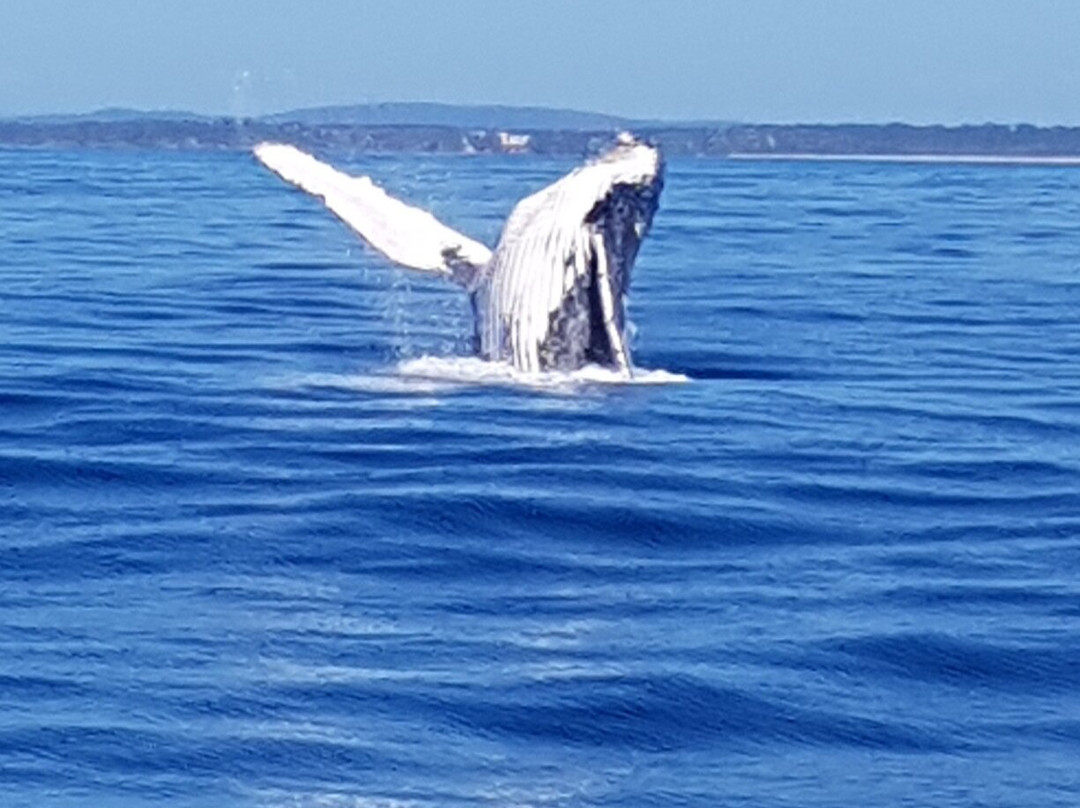 Whale Watching Yamba景点图片