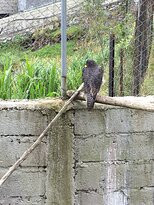 Zoologico de San Martin景点图片