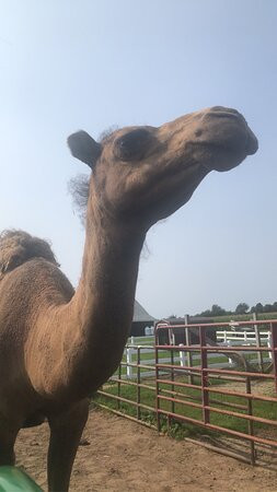 Old McDonald's Farm-Sackets Harbor必去景点