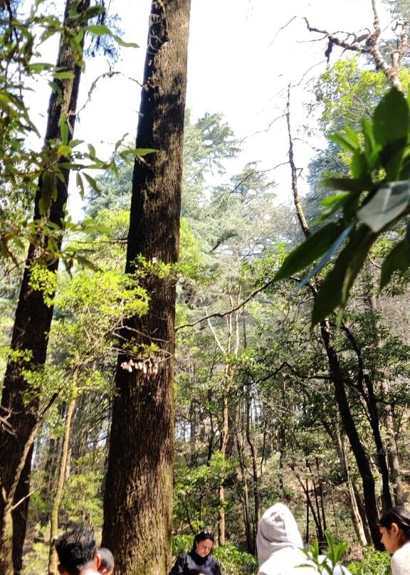 Forest Therapy India-Pangot必去景点
