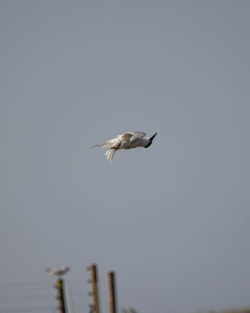 Branta Cruises景点图片