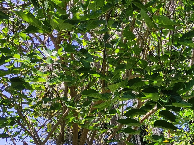 Pousada Dona Lita主图