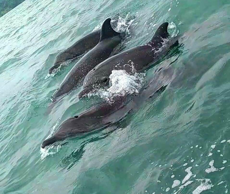 Golfo Dulce Exploradores景点图片