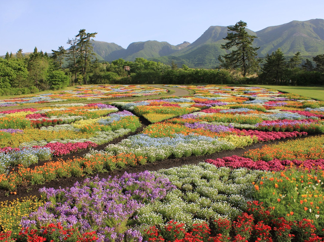 Kuju Flower Park景点图片