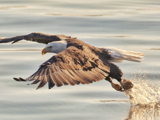 Lock and Dam 14-Pleasant Valley必去景点