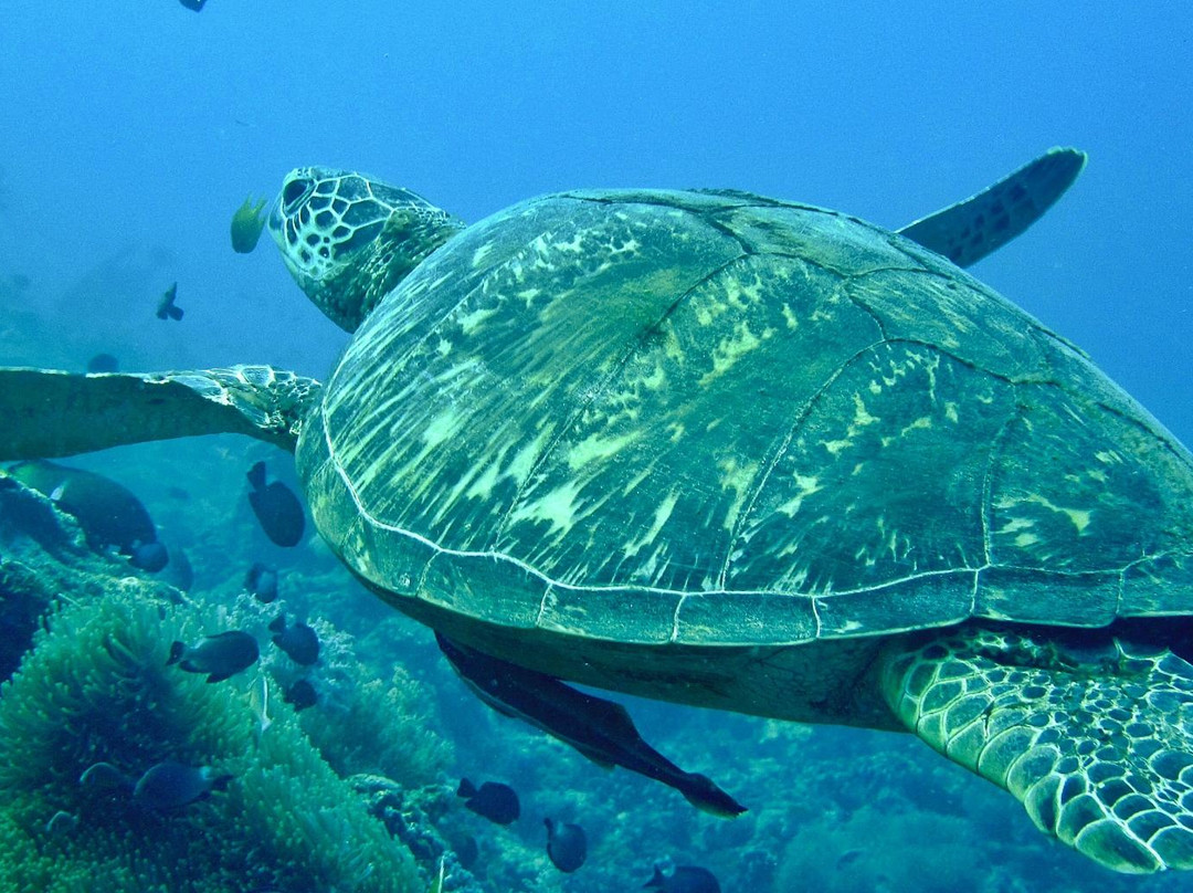 Spindrift Reefs Dive Center - Day Dive-达瑙市必去景点