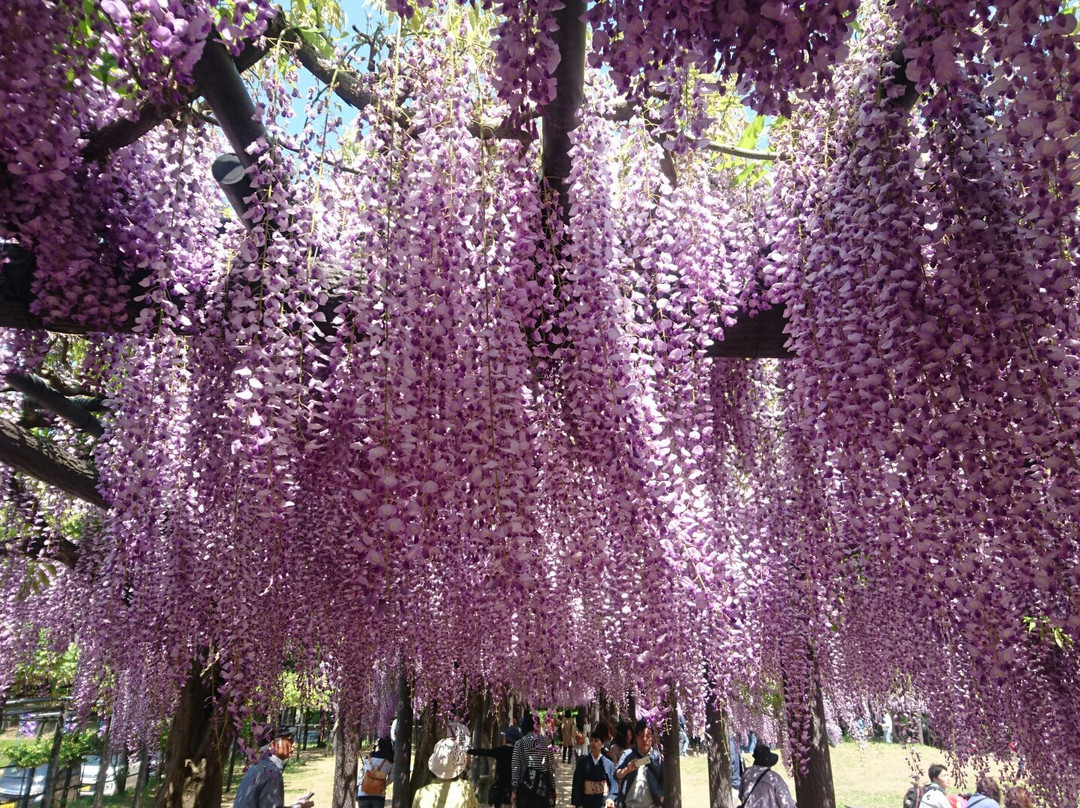 Shirai Omachi Fuji Park