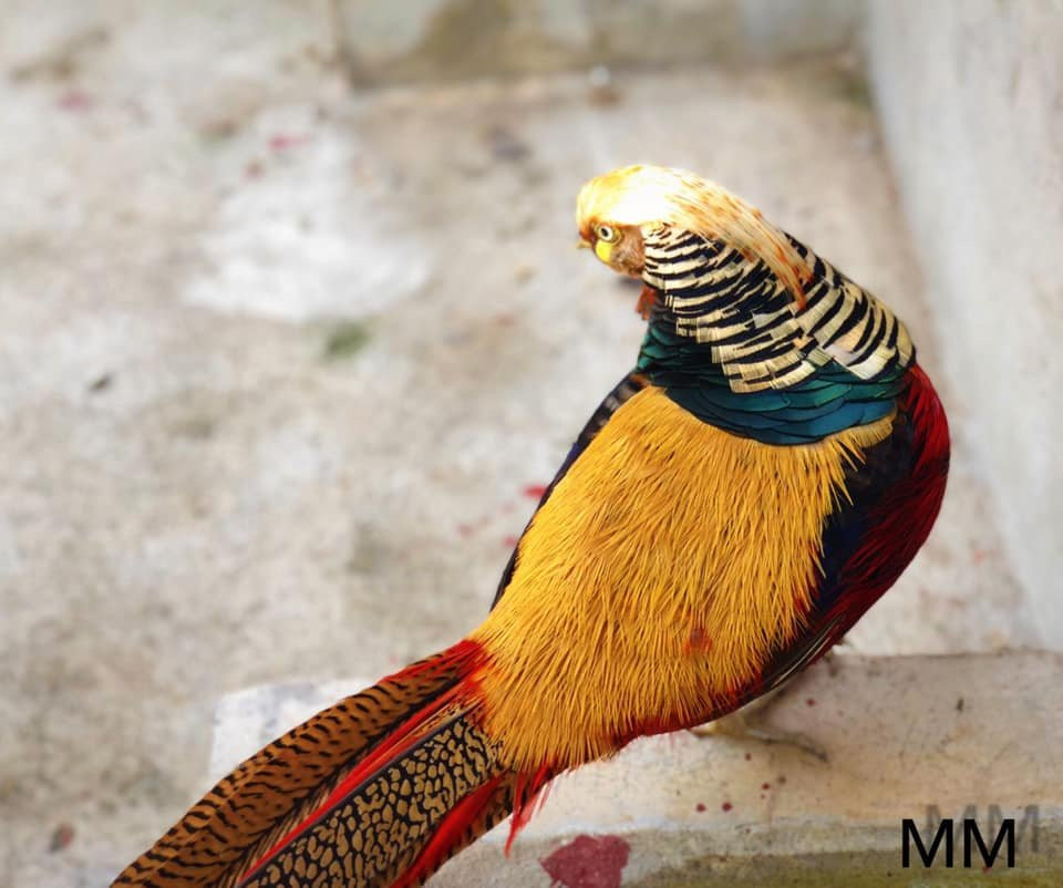 Genalin Park & Zoo Rescue center