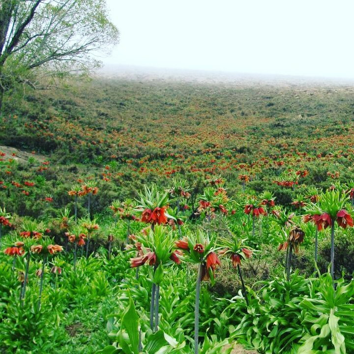 Golpayegan旅游景点-Golestan Kuh