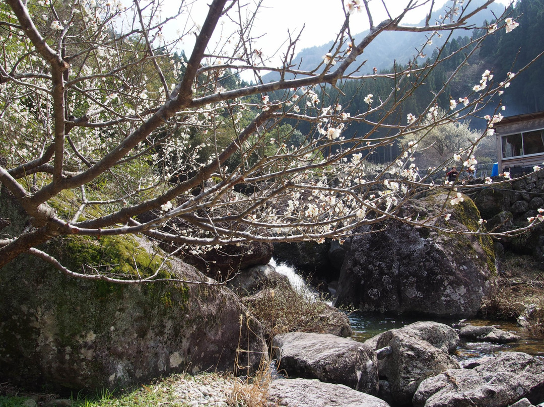 Kaore Plum Garden景点图片