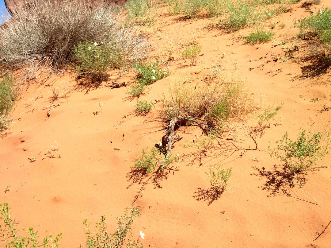 Sentinel Mesa-纪念碑公园必去景点