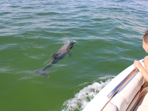 Sanibel Island Dolphin Tours-萨尼贝尔岛必去景点