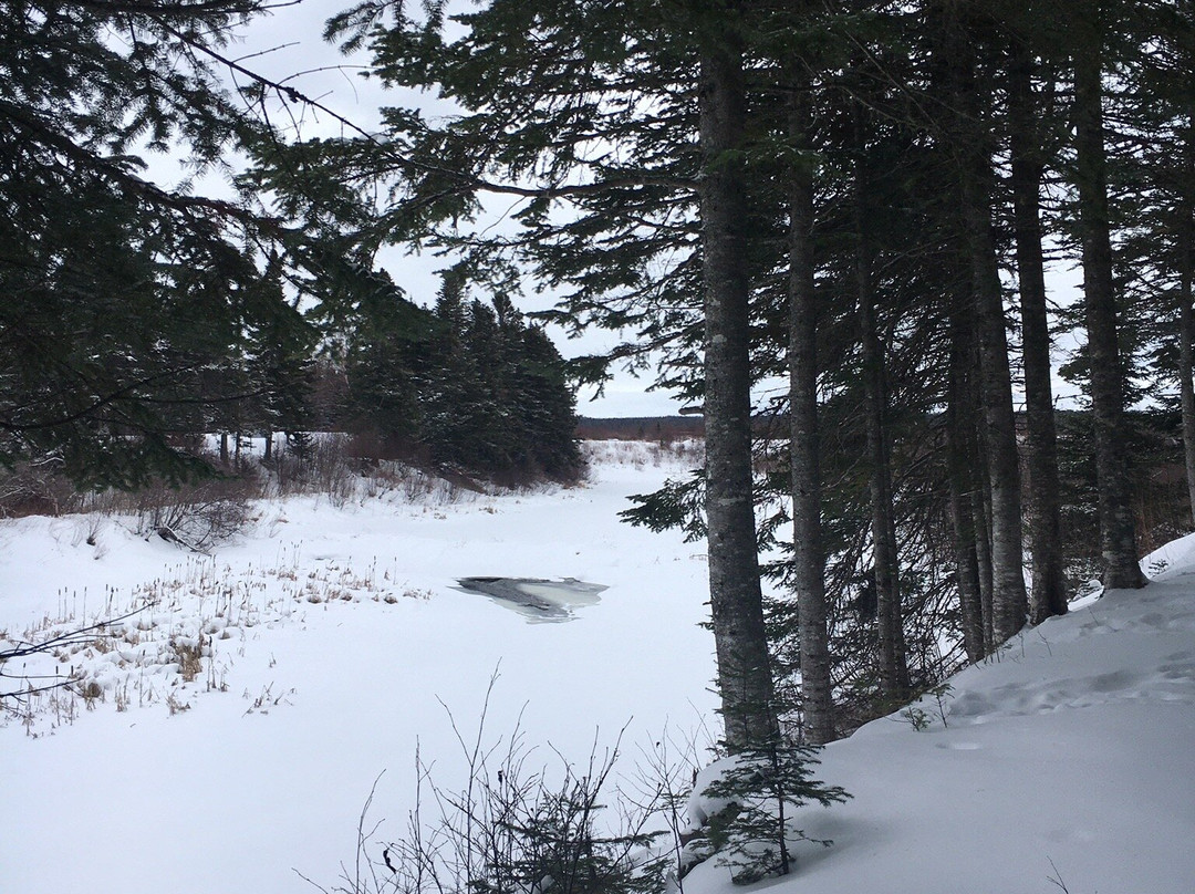 Humber River Trail景点图片