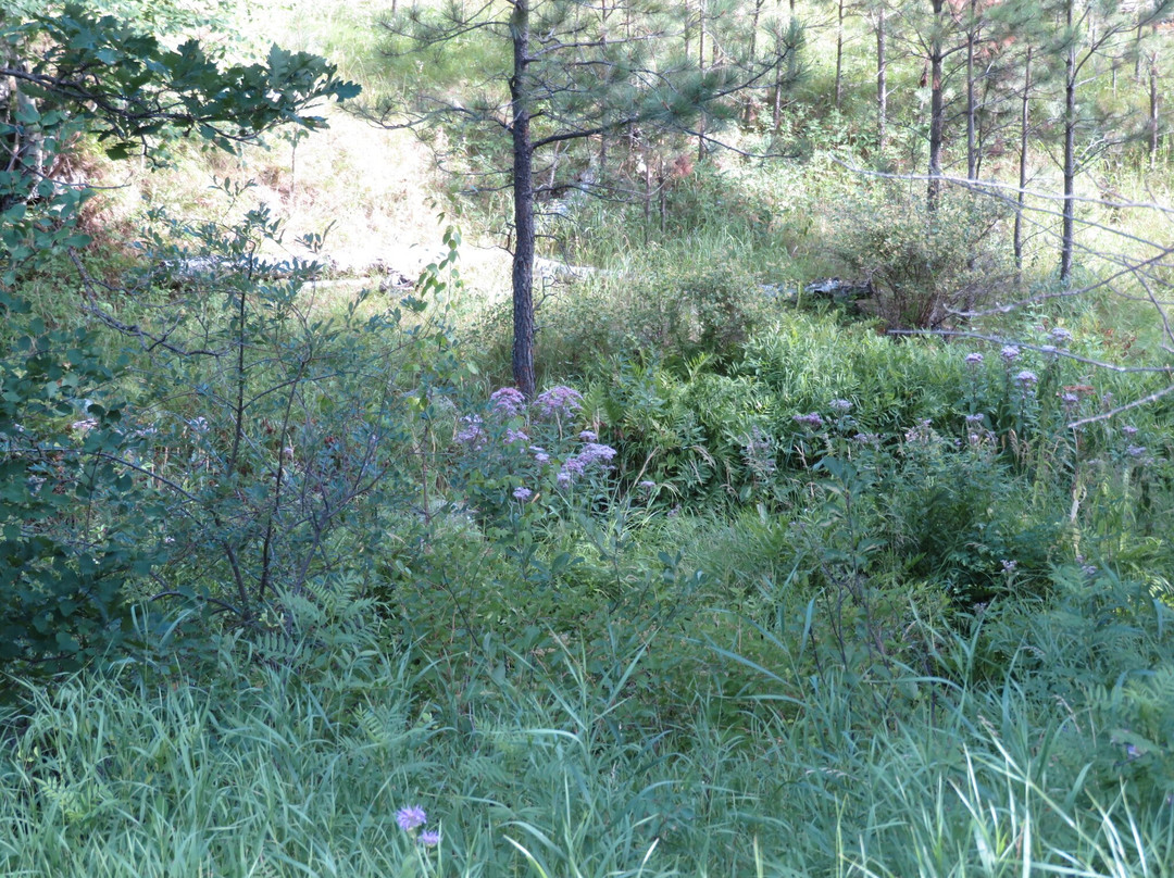 Grace Coolidge Creek-卡斯特必去景点