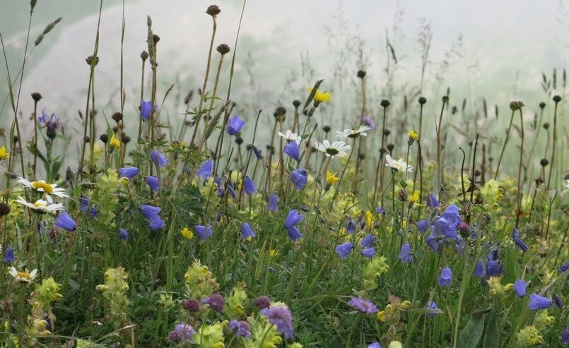 Schynige Platte Botanical Alpine Garden景点图片