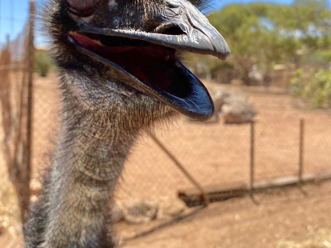 Greenough Wildlife & Bird Park-Greenough必去景点