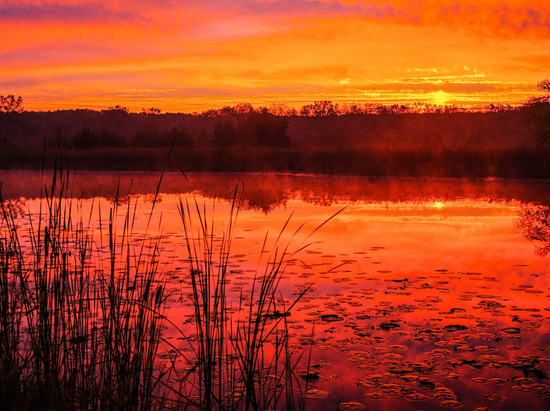 Half Day Forest Preserve