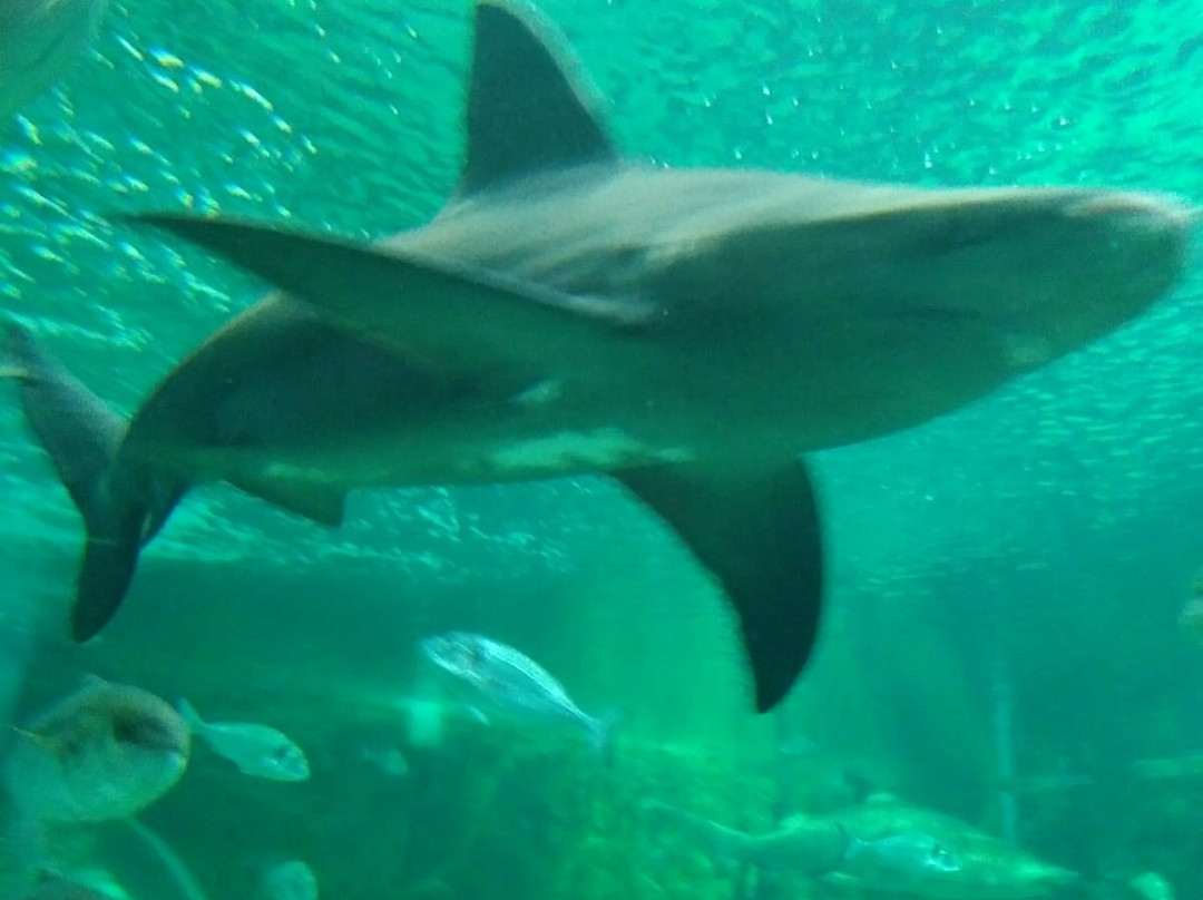 Aquarium Costa De Almería-滨海罗克塔斯必去景点