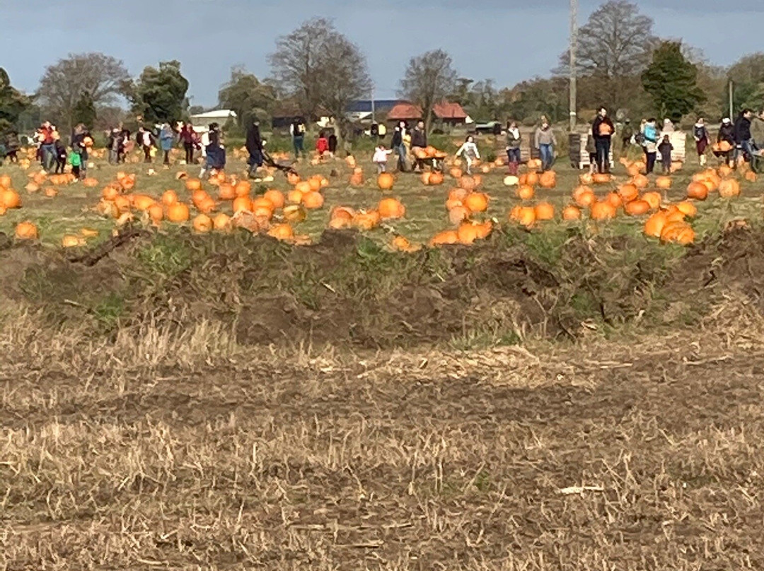 Undley Pumpkin Patch & Maize Maze景点图片