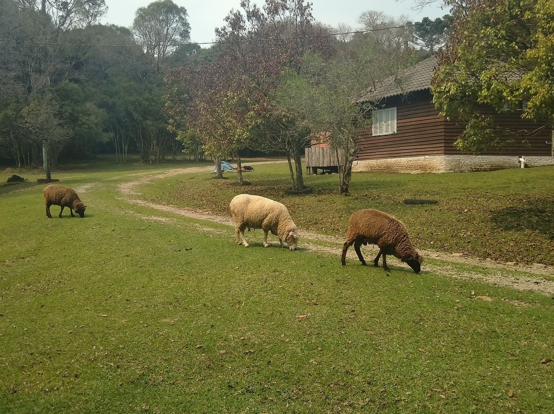 Araucárias Park-Arvorezinha必去景点