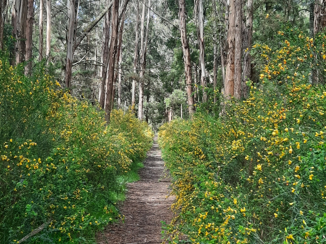 Domino Trail-Trentham必去景点