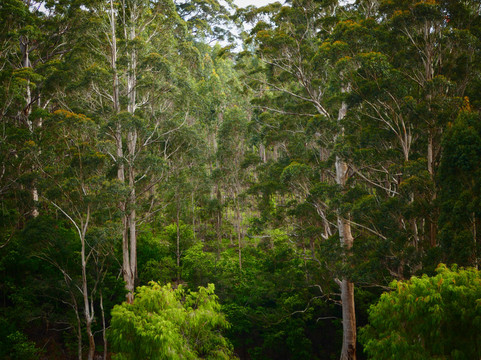 Rainbow Trail Chalets主图