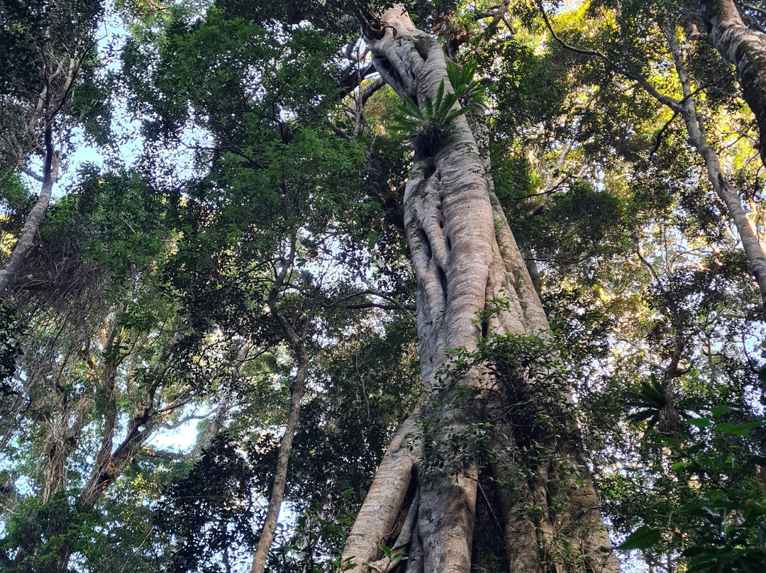 Big Leaf Tours景点图片