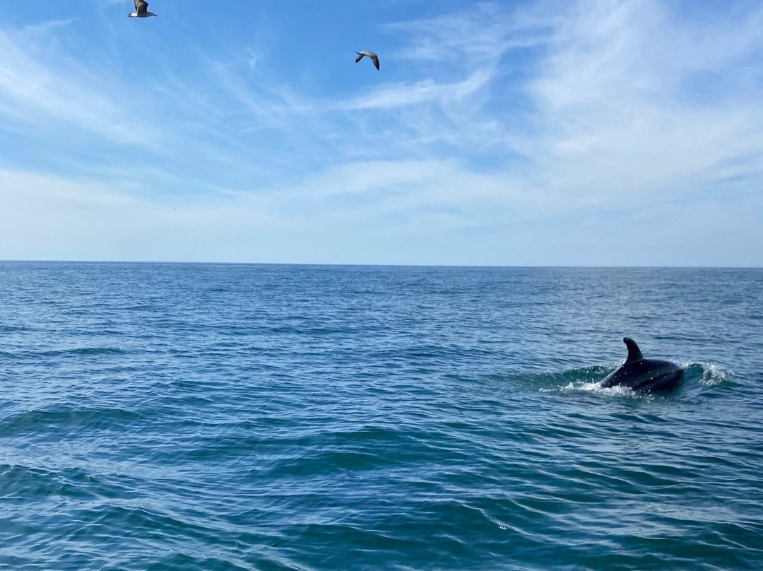 Seadolphins Algarve-普赖尔洛查必去景点