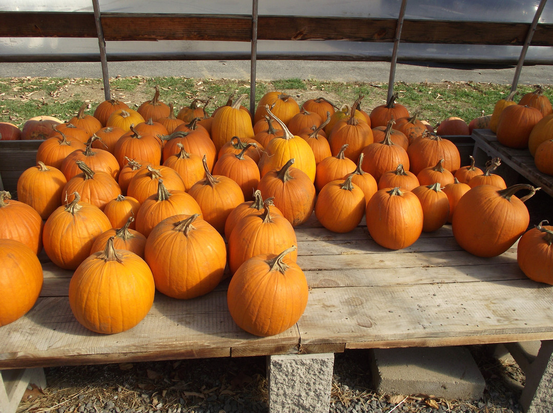 Chase Farms-韦尔斯必去景点