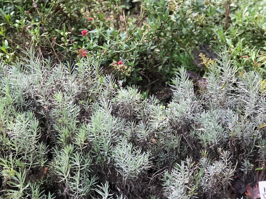 Botanical Garden UMCS景点图片