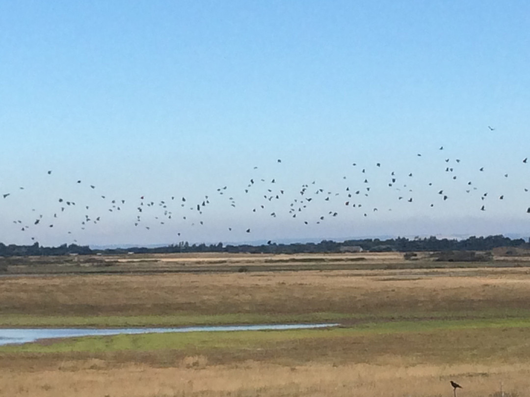 RSPB Medmerry景点图片