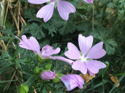 Saint-Just-d'Avray旅游攻略图片