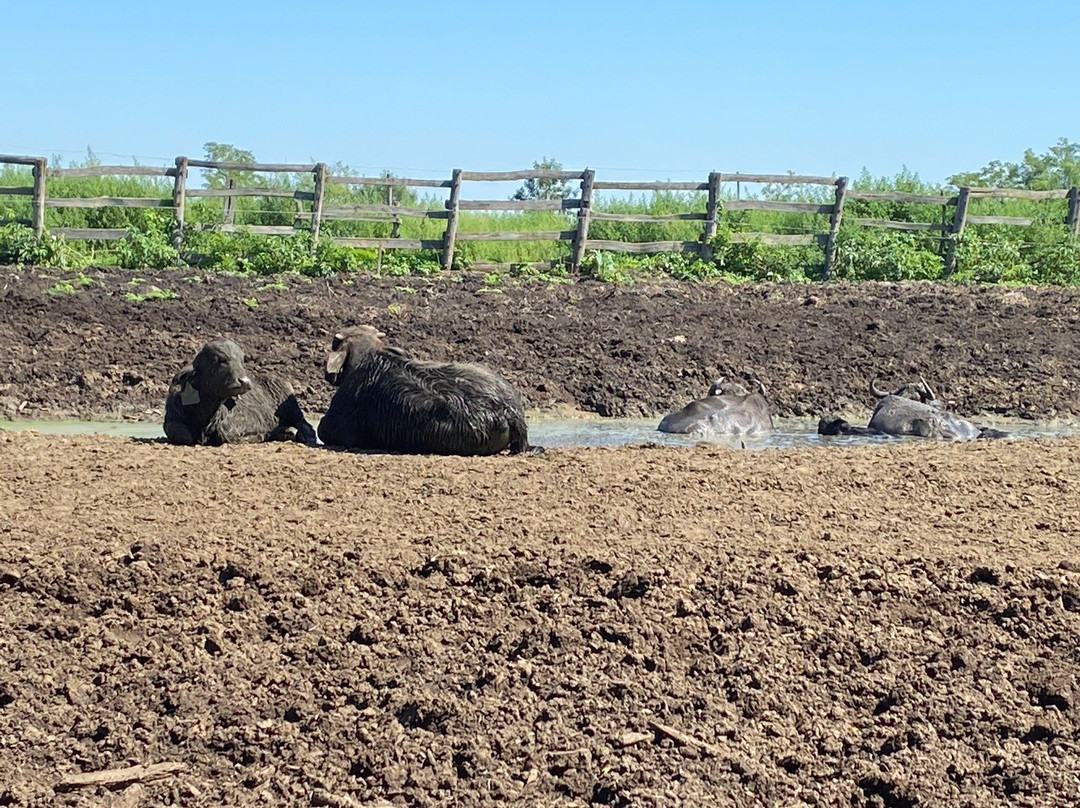 Kápolnapuszta Buffalo Reservation景点图片